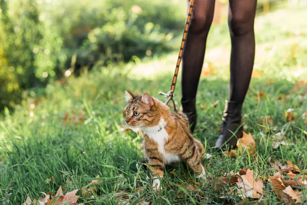 Dicas para passear com o seu gatinho na rua