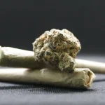 A Brisa da Amnésia Haze: O Que Esperar dessa Genética Icônica da Cannabis