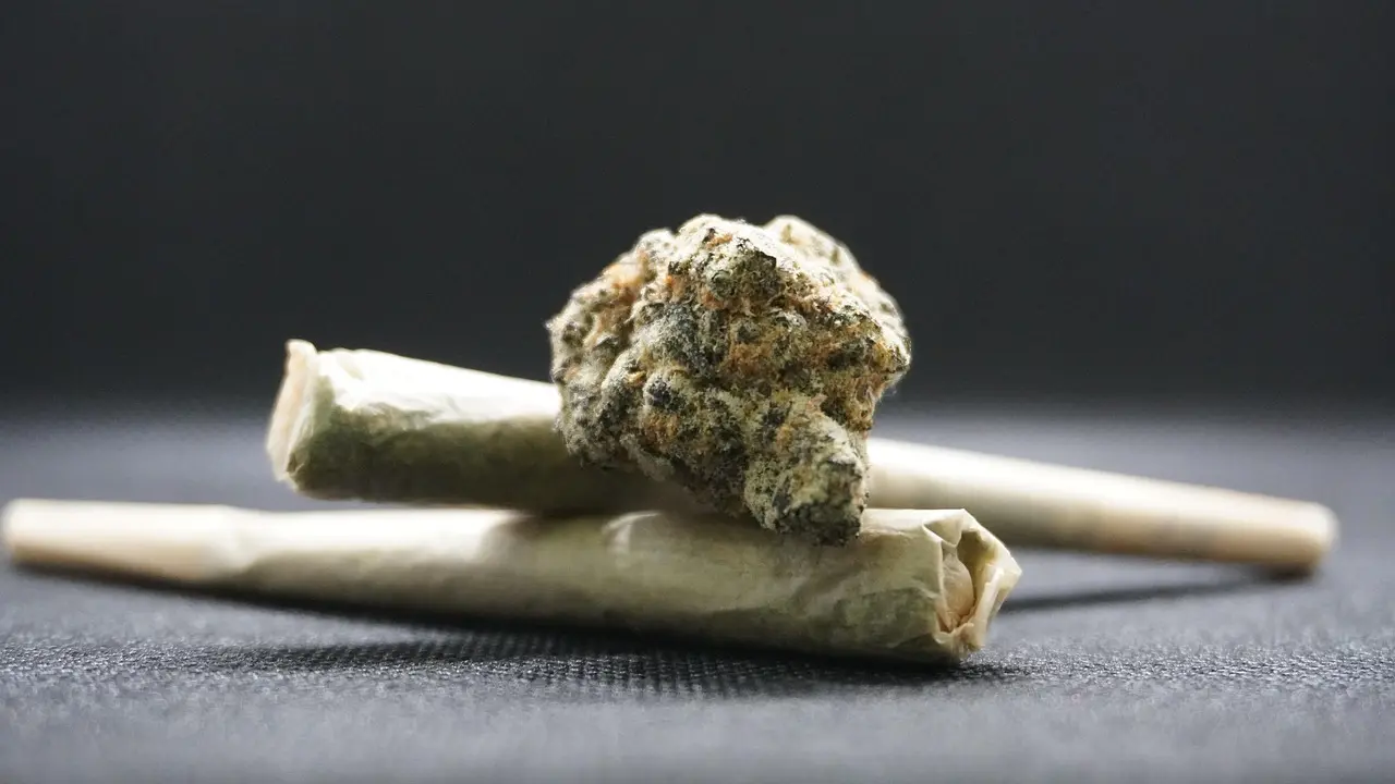A Brisa da Amnésia Haze: O Que Esperar dessa Genética Icônica da Cannabis